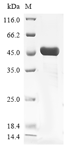 Vesicular stomatitis Indiana virus Glycoprotein G Protein