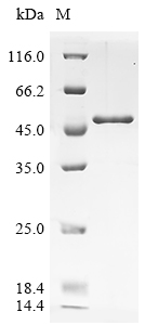 Human RAD23A Protein