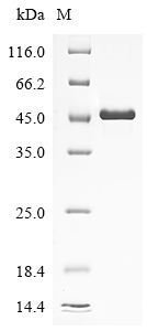Human ANO5 Protein