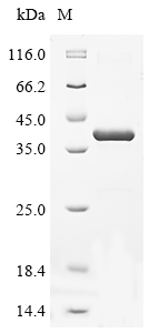 Mouse Cthrc1 Protein