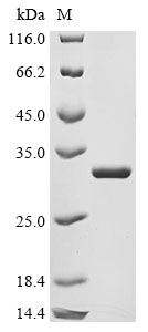 mtnN Protein
