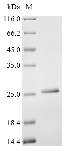 fimG Protein
