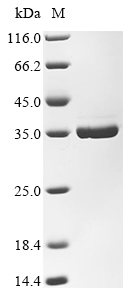 Enterobacteria phage RB69 DNA polymerase Protein