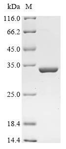 fabG Protein