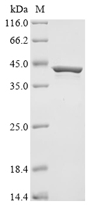 dhaA Protein
