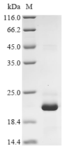 Human NGF Protein