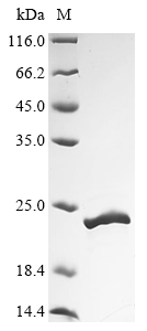 chp Protein