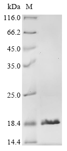 Staphylococcus aureus Staphylococcal complement inhibitor Protein
