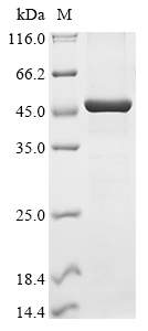 Human HELQ Protein