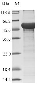 Human adenovirus F serotype 41 Hexon Protein