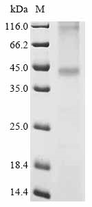 Human SSTR2 Protein
