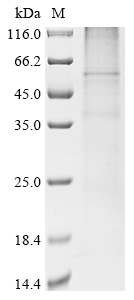 Rat Opn4 Protein