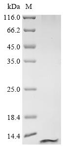 Mouse Ifi27l2a Protein