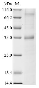 Rat S1pr2 Protein