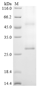 Rat Aqp2 Protein