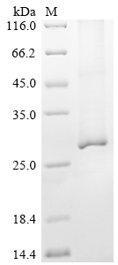 Mouse Aqp2 Protein