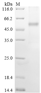 Human NPY2R Protein
