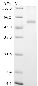 CCR8 Protein