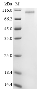 Human herpesvirus 2 Envelope glycoprotein B Protein