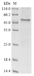 Human herpesvirus 2 Envelope glycoprotein C Protein