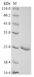 cap8A Protein