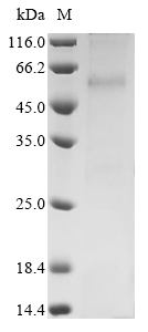 Human CNR1 Protein