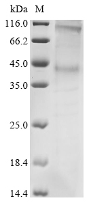 Bovine RHO Protein