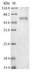 Bovine GJD2 Protein