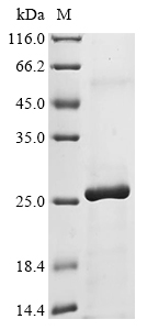 cap5A Protein