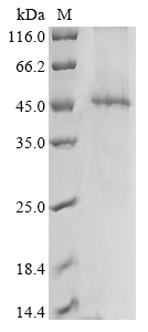 Human gD Protein