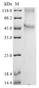 Human GIPR Protein