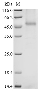 Human CCRL2 Protein