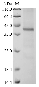 Human AGPAT4 Protein