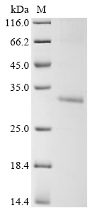 Mouse Slc25a18 Protein