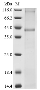 Human RHD Protein