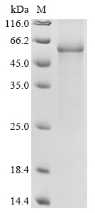 Human CYP3A4 Protein