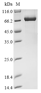 Mouse Anxa2 Protein