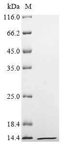 TFF3 Protein