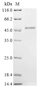 Human RNASE7 Protein