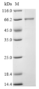 ANGPT1 Protein