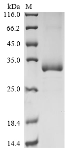 Mouse Lilrb3 Protein