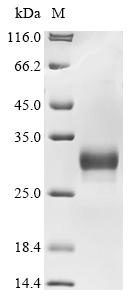 Mouse Cthrc1 Protein