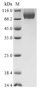 Mouse Ces1c Protein