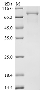 Mouse Nptx1 Protein