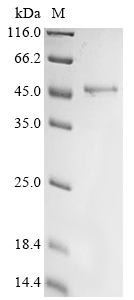 MSTN Protein