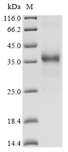 Dendroaspis angusticeps Dendrotoxin B Protein