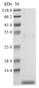 THI2.3 Protein