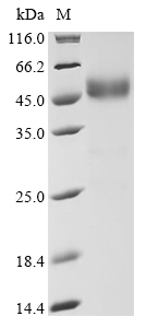 Human ANK3 Protein