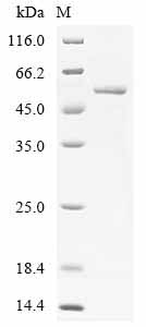 Human CRBN Protein