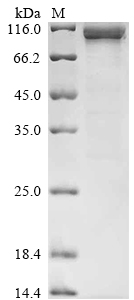 Human Sucrase-isomaltase, intestinal Protein